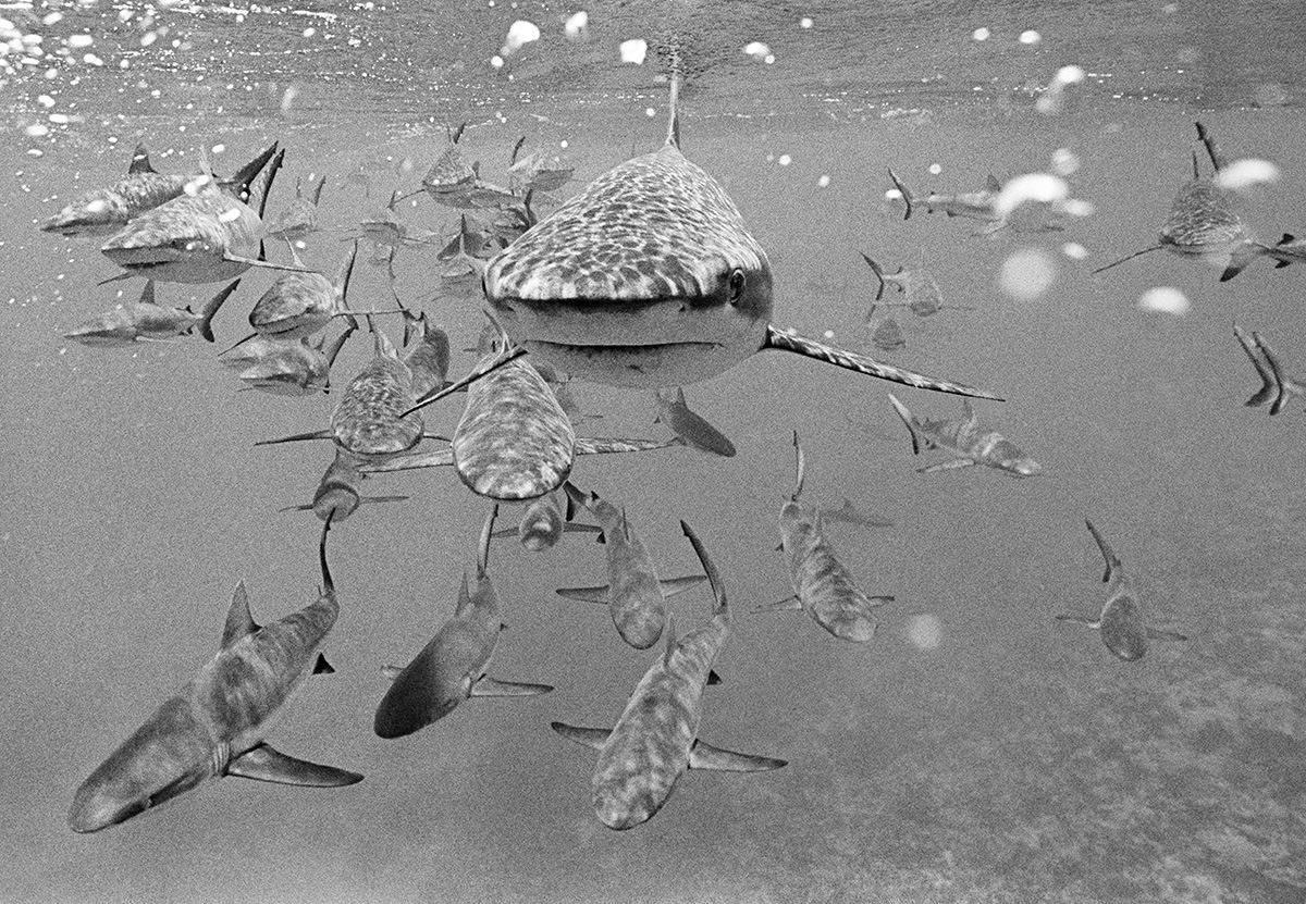 A congregation of reef sharks